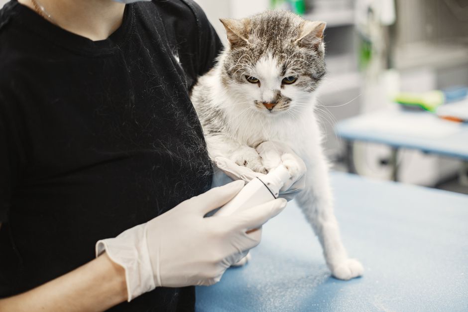 Mačka pri veterinarju